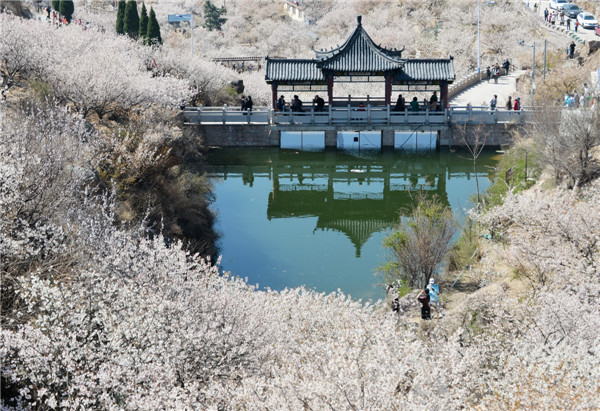 開往春天的地鐵 櫻桃花盛開，北宅大嶗櫻桃谷風(fēng)景正美（組圖）