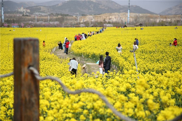 賞油菜花、游電影博物館 青島西海岸新區(qū)“電影之旅”3月開啟